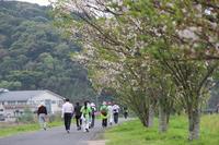 最近のできごと 福島川お花見ウォーキング03.jpg