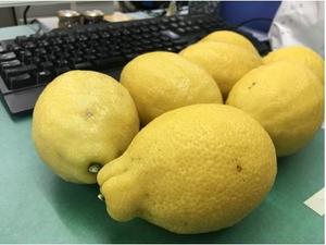 lemon1.jpg